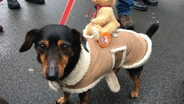 A dog with a 'I love NHS' badge at the London march in support of the National Health Service - Sputnik International
