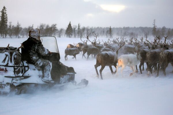 Top 12 Amazing Facts You Probably Didn't Know About Reindeer - Sputnik International