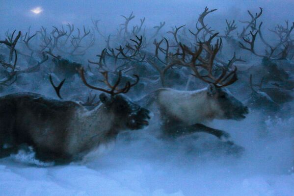 Top 12 Amazing Facts You Probably Didn't Know About Reindeer - Sputnik International