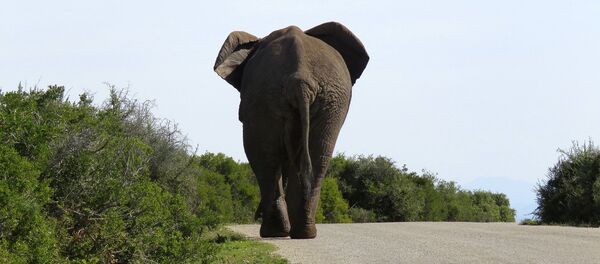 Elephant - Sputnik International