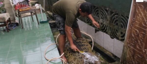 200kg Crocodile Lives With Indonesian Family 200kg Crocodile Lives With Indonesian Family - Sputnik International