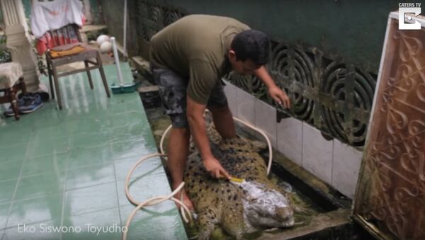 200kg Crocodile Lives With Indonesian Family - Sputnik International