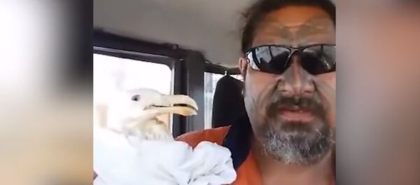 Classic Seagull Rescue in New Zealand Classic Seagull Rescue in New Zealand - Sputnik International