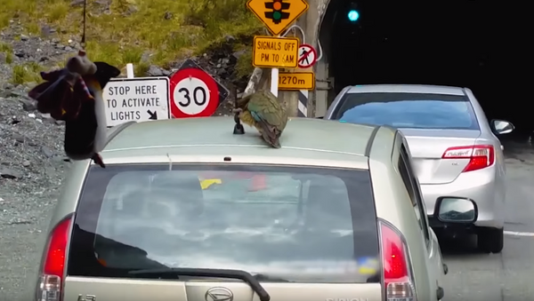 Signal Lost: New Zealand Parrot Nabs Car’s Antenna - Sputnik International