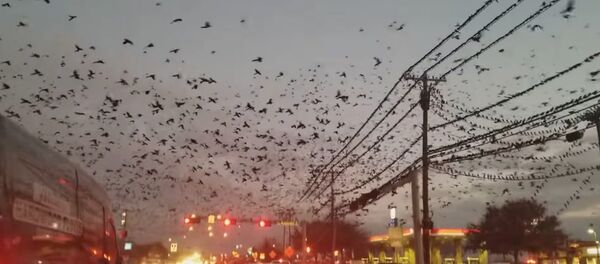 Bird Bonanza Bird Bonanza - Sputnik International