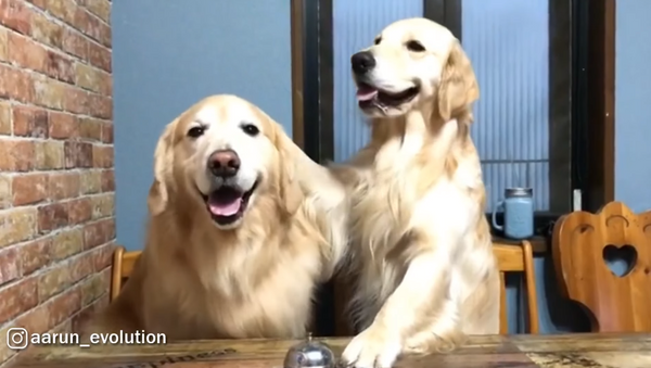 Polite Pups! Golden Retrievers Ding For Dinner - Sputnik International