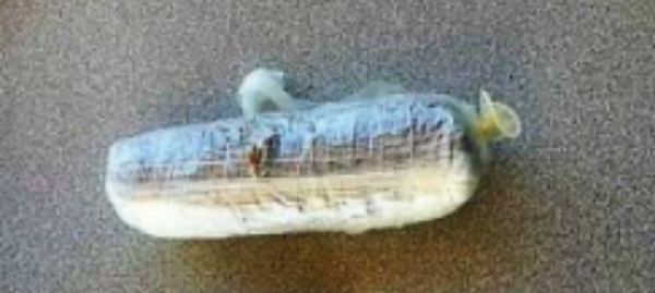 US Customs and Border Protection agents arrest woman for smuggling brown heroin in Arizona - Sputnik International