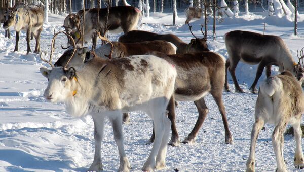 Reindeer herd in Lapland - Sputnik International