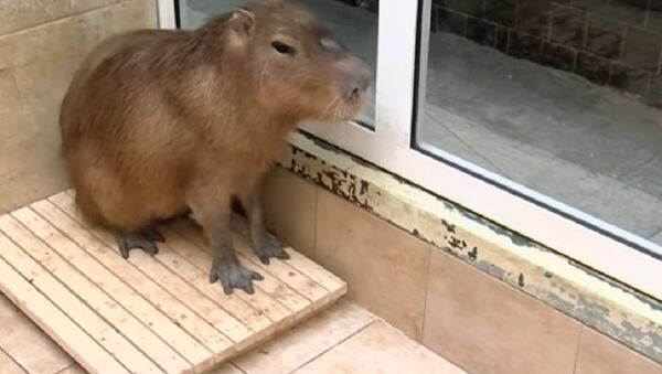 Lonely Capybara - Sputnik International