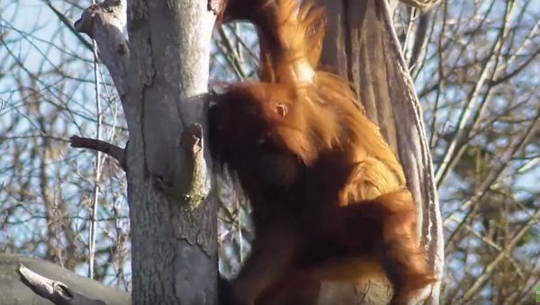 Young Sumatran Orangutan Constructs Makeshift Hammock - Sputnik International