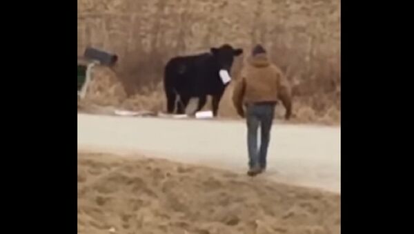 Iowa Cow Eats Family's Mail - Sputnik International