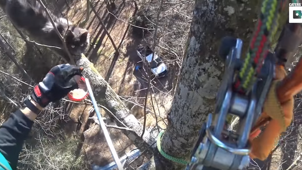 Skilled Rescuer Saves Starving, Dehydrated Kitten From 70-Foot Tree - Sputnik International