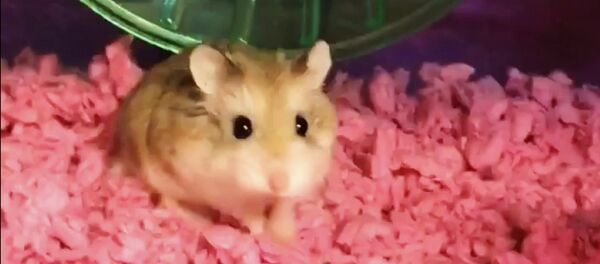 Pebbles, pet dwarf hamster. - Sputnik International