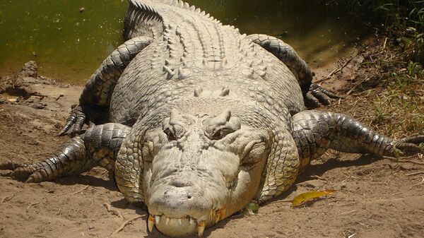 A saltwater crocodile - Sputnik International