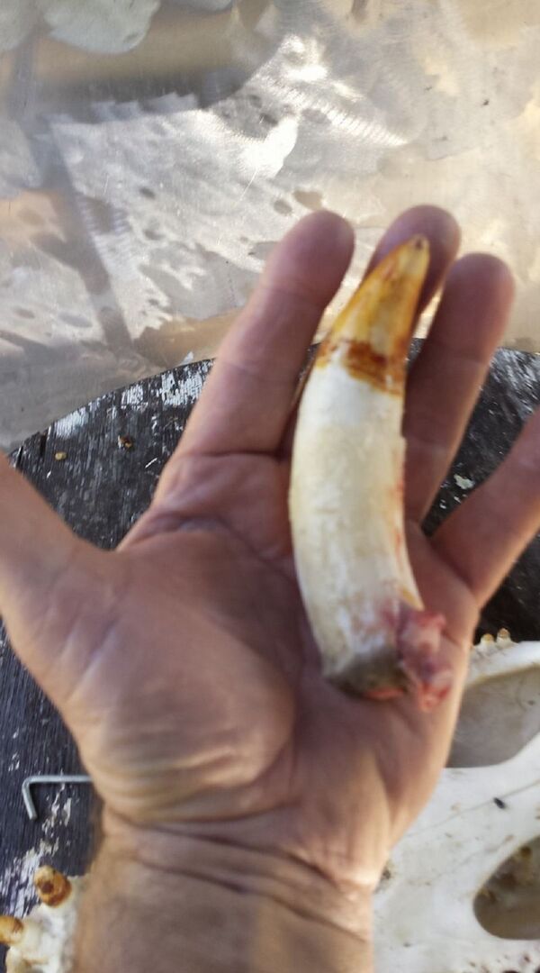 One of the fangs of the crocodiles caught by Roger Matthews - Sputnik International