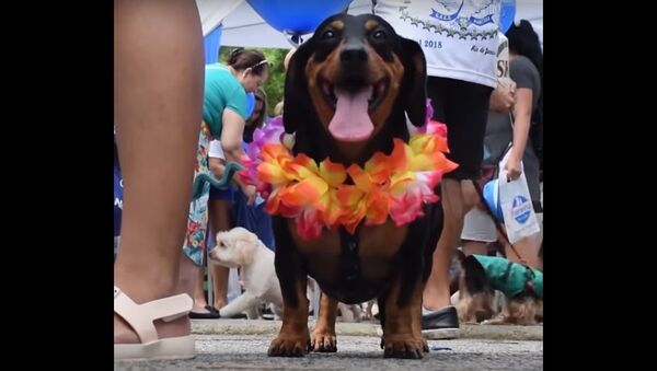 Dog Carnival In Rio de Janeiro - Sputnik International