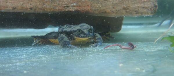 Romeo the Sehuencas water frog Romeo the Sehuencas water frog - Sputnik International