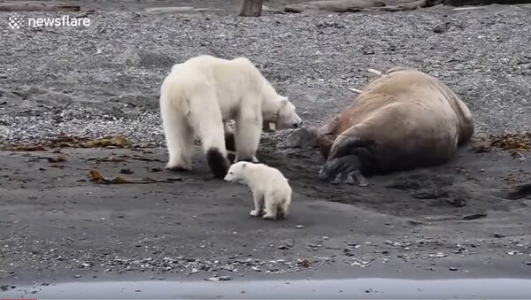 Polar bear with cub flees after waking up sleeping walrus - Sputnik International