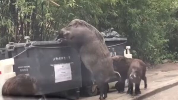 Humongous wild boar dubbed 'PIGZILLA' caught rummaging through bins 'just a few feet from primary sc - Sputnik International