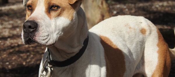 Dog Dog - Sputnik International