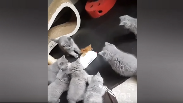 Courageous Kittens Investigate New Interactive Toy - Sputnik International