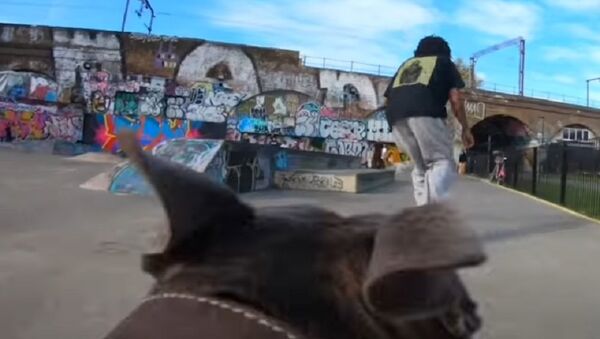 Dog Films Local Skateboarders - Sputnik International