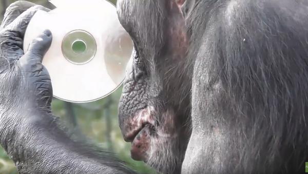 ‘Mirror, Mirror’: Conscious Chimpanzee Gets Versed in Vanity - Sputnik International
