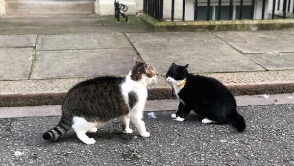 Drama at Downing Street this morning - Larry the cat has a face off with Palmerston from the Foreign Office - Sputnik International