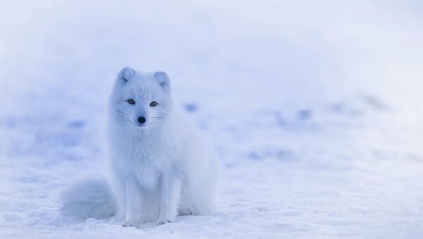 Polar fox - Sputnik International