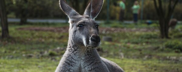 Kangaroo - Sputnik International