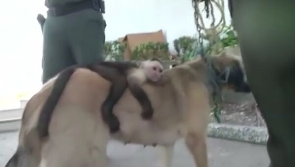 Dog adopts monkey - Sputnik International