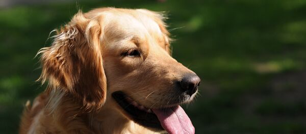 Dog Dog - Sputnik International