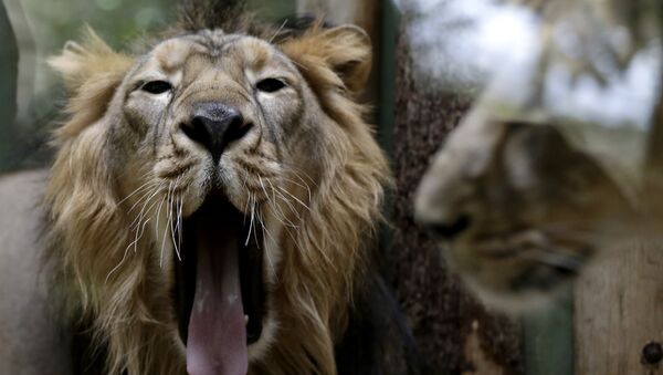 Lions at the zoo. (File) - Sputnik International
