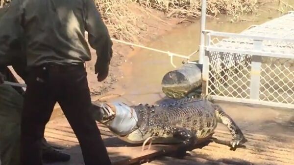 Big croc snared in Northern Territory tourist mecca, see how they did it - Sputnik International