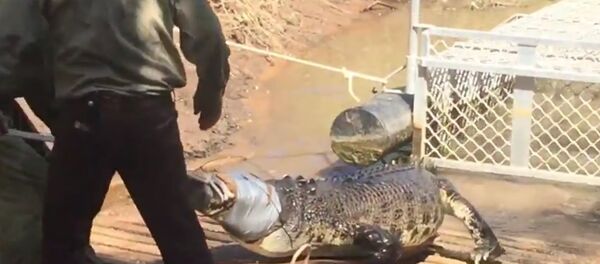 Big croc snared in Northern Territory tourist mecca, see how they did it Big croc snared in Northern Territory tourist mecca, see how they did it - Sputnik International