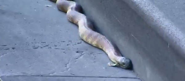 Tiger snake shuts down street corner in Australia Tiger snake shuts down street corner in Australia - Sputnik International