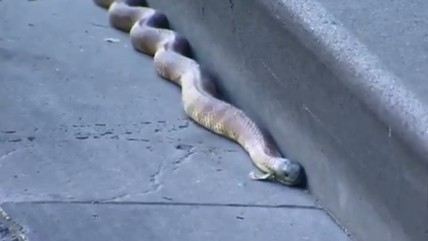 Tiger snake shuts down street corner in Australia - Sputnik International