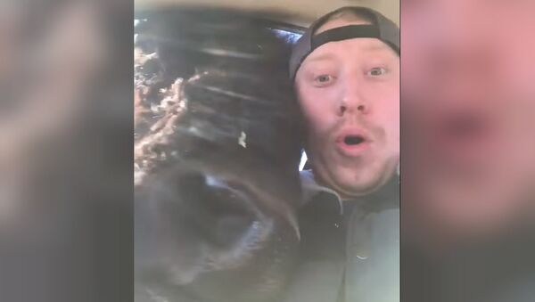 My friend sent me this video of a bison in his car with no context - Sputnik International