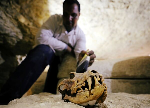 Egyptian antiquities worker brushes a deceased animal's skull inside the recently discovered burial site in Minya, Egypt February 24, 2018 Egyptian antiquities worker brushes a deceased animal's skull inside the recently discovered burial site in Minya, Egypt February 24, 2018 - Sputnik International