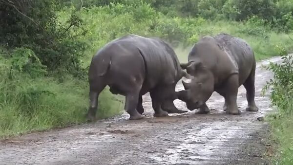 Savage rhinoceros fight caught on camera - Sputnik International
