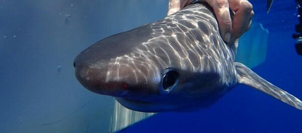 Atlantic sixgill shark - Sputnik International
