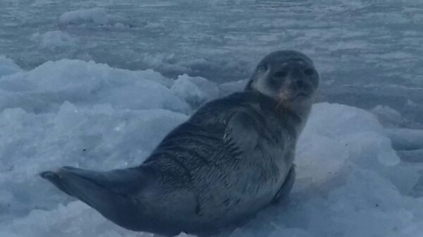 The seal before its rescue. The seal before its rescue. - Sputnik International