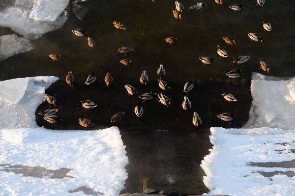 Ducks on the Savvinskaya embankment of the Moscow River. - Sputnik International