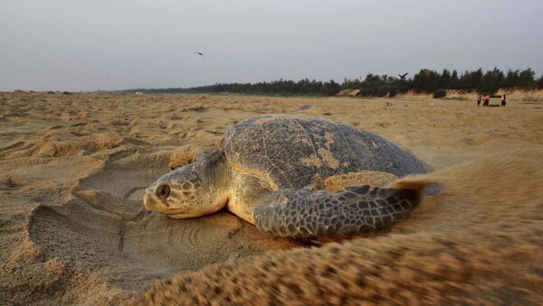 An Olive Ridley turtle drags sand to cover its nest after laying it at the Rushikulya river mouth beach in Ganjam district, 140 kilometers (88 miles) south of Bhubaneswar, India, Friday, March 13, 2015 - Sputnik International