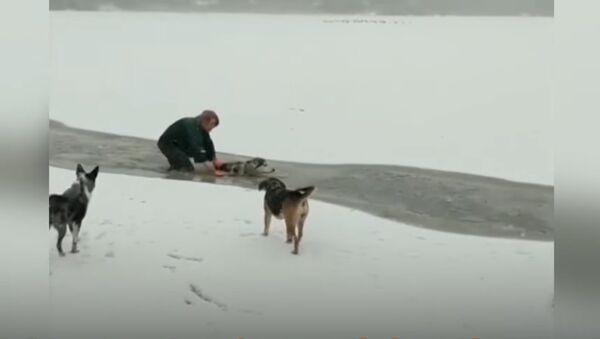 Dog Rescued From a Frozen Lake - Sputnik International