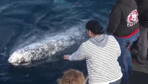 Playful whale gets up close and personal, 'showering' these boaters with a spray of water - Sputnik International