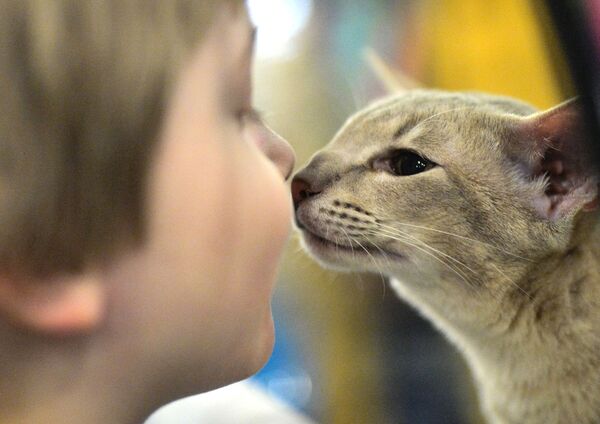 Cute Cat-alogue: Furry Felines to Brighten Up Your Day - Sputnik International