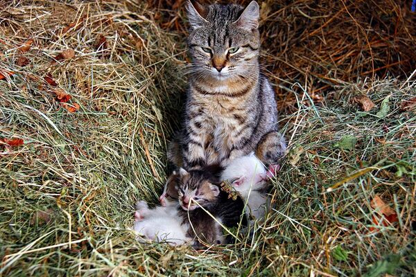 Cute Cat-alogue: Furry Felines to Brighten Up Your Day - Sputnik International