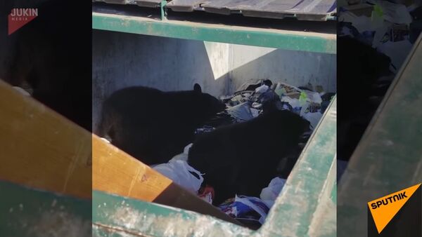 Bear Cubs Found In Dumpster - Sputnik International