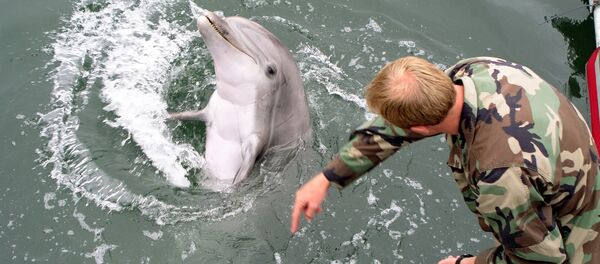 Navy marine shows how a trained dolphin reacts to different hand gestures Navy marine shows how a trained dolphin reacts to different hand gestures - Sputnik International